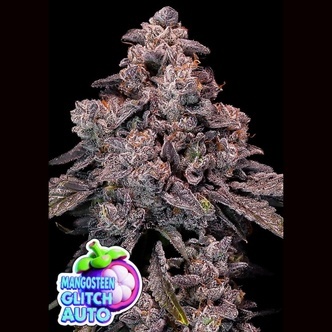 Mangosteen Glitch Auto (Anesia Seeds) Feminiserade