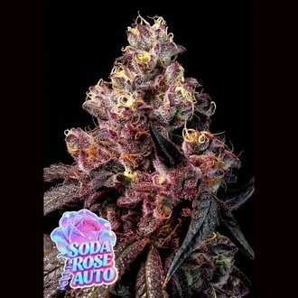 Soda Rose Auto (Anesia Seeds) Feminiserade