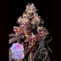 Soda Rose Auto (Anesia Seeds) Feminiserade