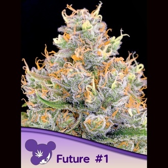 Future #1 (Anesia Seeds) Feminiserade