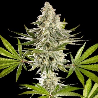 Melonade-K (Kannabia) Feminiserade cannabisfr&ouml;n