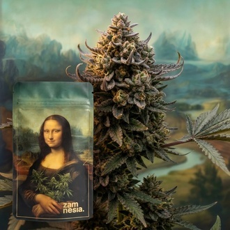 Lisa&rsquo;s Secret (Zamnesia Seeds) Feminiserade