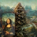 Lisa’s Secret (Zamnesia Seeds) Feminiserade