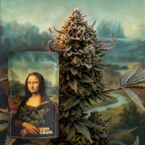 Lisa’s Secret (Zamnesia Seeds) Feminiserade