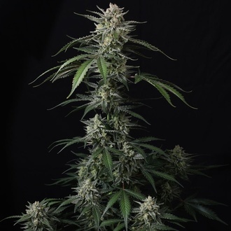 Banana Guava Auto (FastBuds) Feminiserade