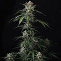 Banana Guava Auto (FastBuds) Feminiserade