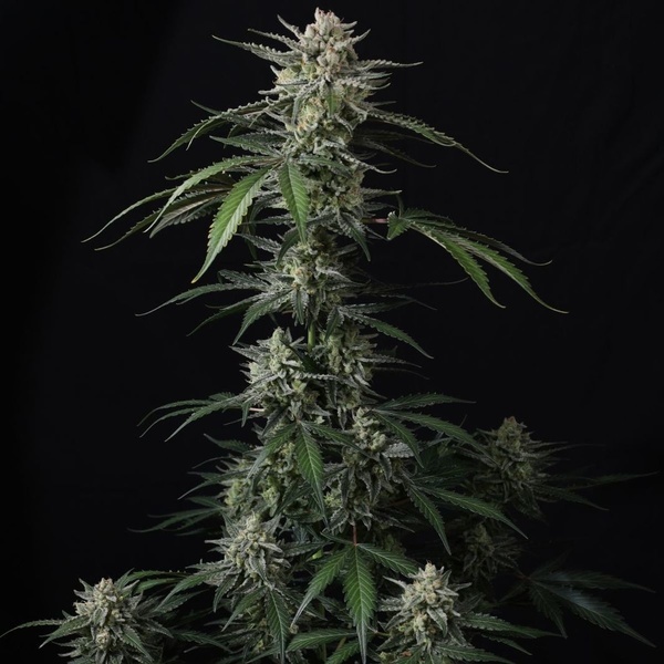 Banana Guava Auto (FastBuds) Feminiserade