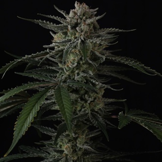 Banana Guava Auto (FastBuds) Feminiserade