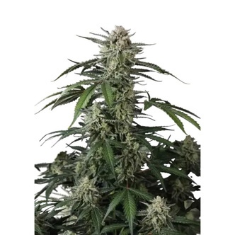 Banana Guava Auto (FastBuds) feminiserade