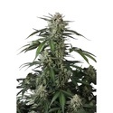 Banana Guava Auto (FastBuds) Feminiserade