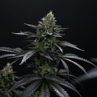 Biscotti Gelato (FastBuds) Feminiserade