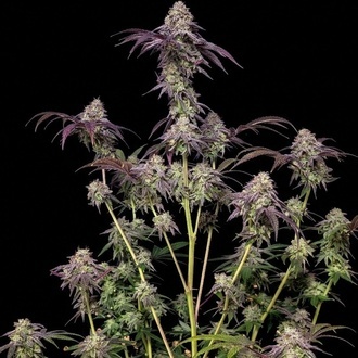 Biscotti Gelato (FastBuds) Feminiserade