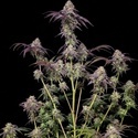 Biscotti Gelato (FastBuds) Feminiserade