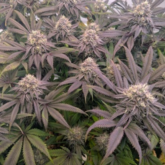Biscotti Gelato (FastBuds) Feminiserade
