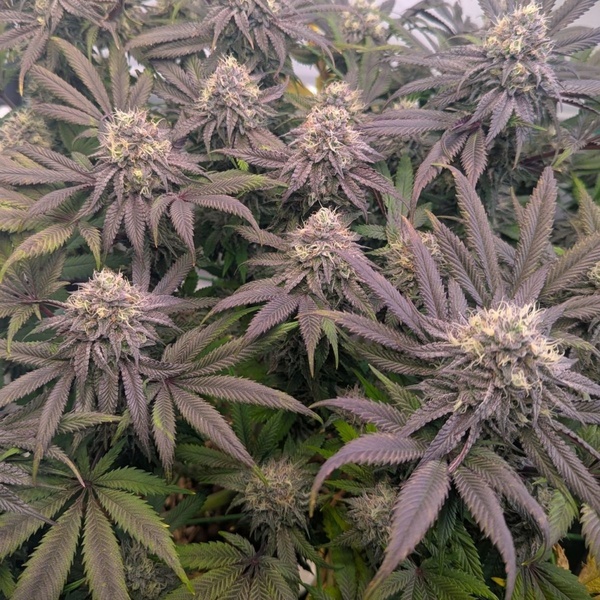 Biscotti Gelato (FastBuds) Feminiserade