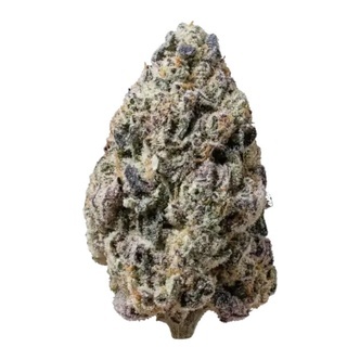 Biscotti Gelato (FastBuds) feminiserade