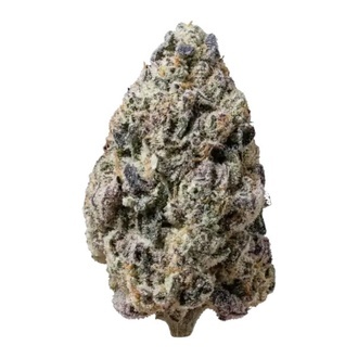 Biscotti Gelato (FastBuds) Feminiserade