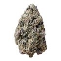 Biscotti Gelato (FastBuds) Feminiserade