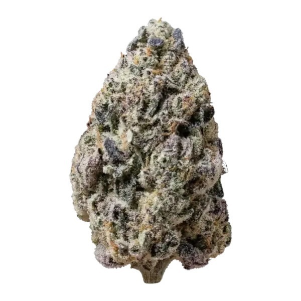 Biscotti Gelato (FastBuds) Feminiserade