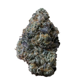 Gary Sherbet (FastBuds) feminiserade