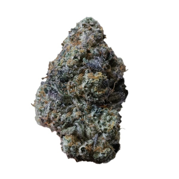 Gary Sherbet™ (FastBuds) Feminiserade