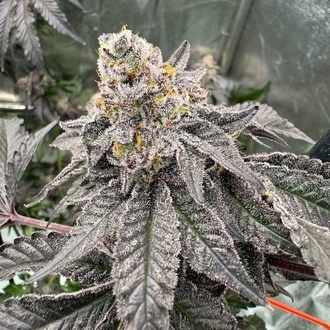 Gary Sherbet™ (FastBuds) Feminiserade