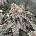Gary Sherbet™ (FastBuds) Feminiserade