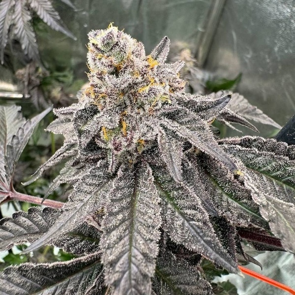 Gary Sherbet™ (FastBuds) Feminiserade