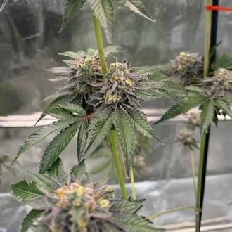 Gary Sherbet™ (FastBuds) Feminiserade