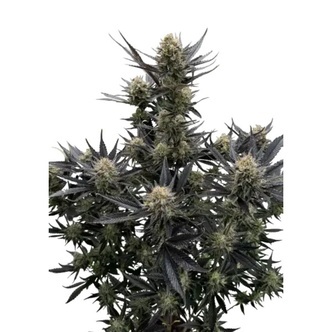 Guava Auto RF3 (FastBuds) feminiserade