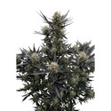 Guava Auto RF3 (FastBuds) Feminiserade