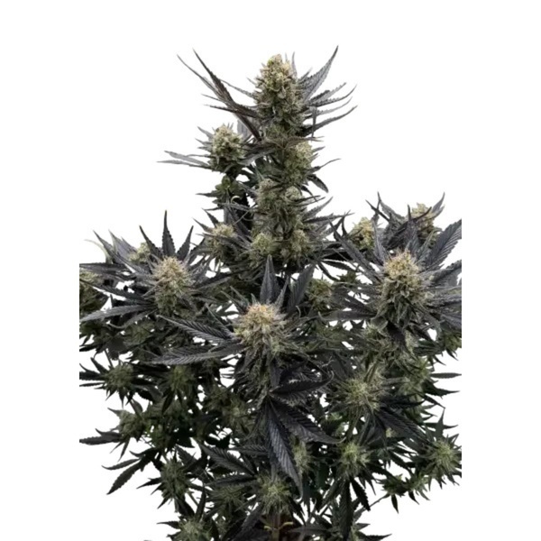 Guava Auto RF3 (FastBuds) Feminiserade