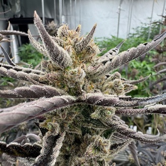 Guava Auto RF3 (FastBuds) Feminiserade