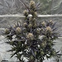 Guava Auto RF3 (FastBuds) Feminiserade