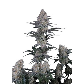 Guava Sundae Auto (FastBuds) feminiserade