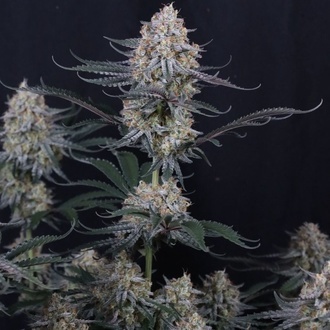 Guava Sundae Auto (FastBuds) Feminiserade