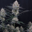 Guava Sundae Auto (FastBuds) Feminiserade