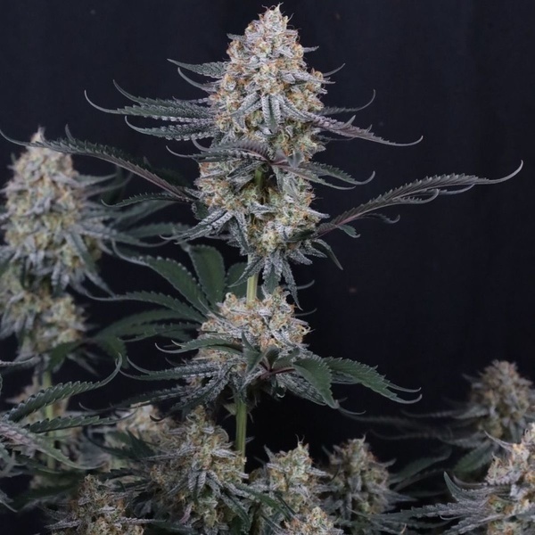 Guava Sundae Auto (FastBuds) Feminiserade