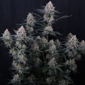 Guava Sundae Auto (FastBuds) Feminiserade