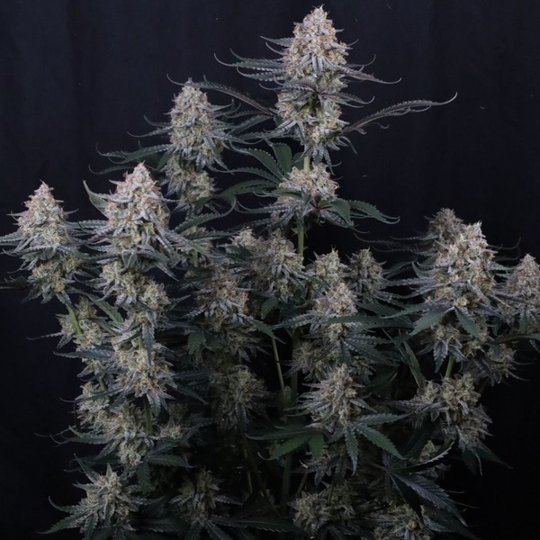 Guava Sundae Auto (FastBuds) Feminiserade