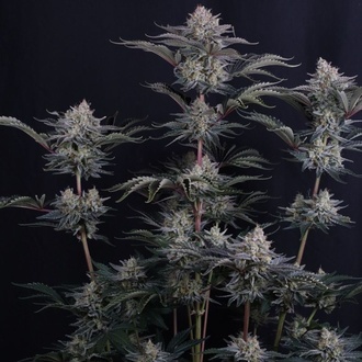 Mendo Frost Auto (FastBuds) Feminiserade