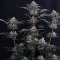 Mendo Frost Auto (FastBuds) Feminiserade