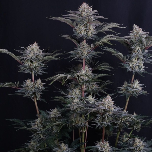 Mendo Frost Auto (FastBuds) Feminiserade