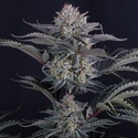 Mendo Frost Auto (FastBuds) Feminiserade