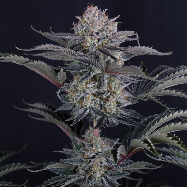 Mendo Frost Auto (FastBuds) Feminiserade