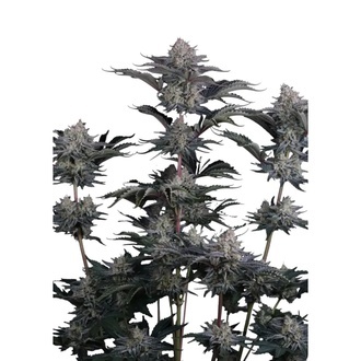 Mendo Guava Auto (FastBuds) Feminiserade