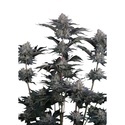 Mendo Guava Auto (FastBuds) Feminiserade