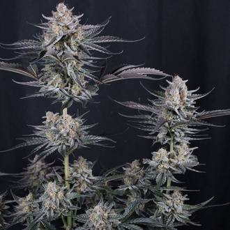 Mendo Guava Auto (FastBuds) Feminiserade