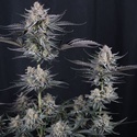 Mendo Guava Auto (FastBuds) Feminiserade