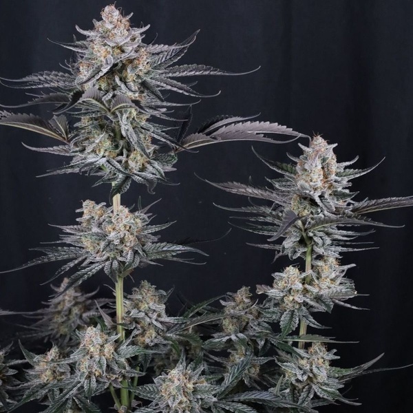 Mendo Guava Auto (FastBuds) Feminiserade